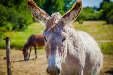 Donkeys in a sanctuary in Provence, France