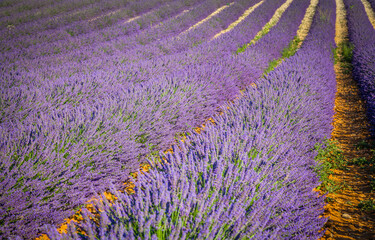Fototapeta na wymiar Fields of blooming lavender in Provence, France