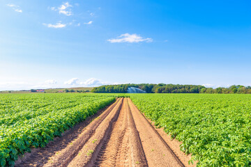 Dirt road cutting through vast potato¬†field in summer
