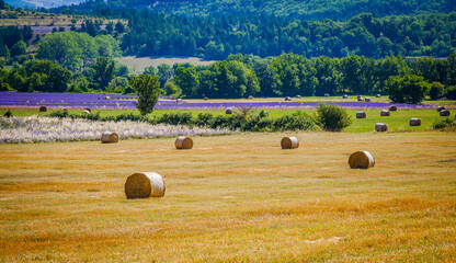 Straw bales and lavender field in the hills near the village Sault in Provence, France