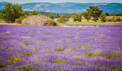Obraz premium shepherd hut in a blooming lavender field in Provence, France