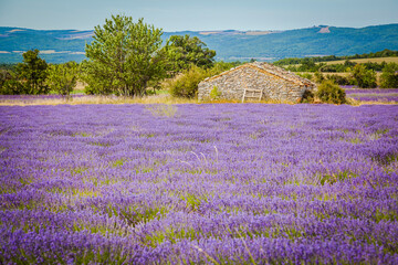 shepherd hut in a blooming lavender field in Provence, France