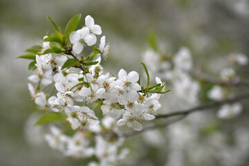 Close up of vibrant tree blossom in spring. Selective focus.