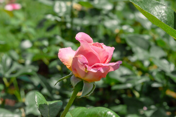 Rose Belle Symphonie Pink Rose bud in the park garden close up view