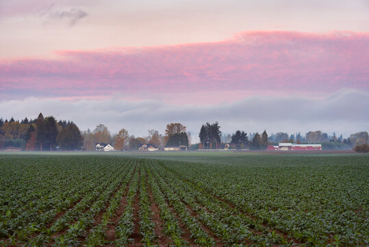 Green field in fog at dawn