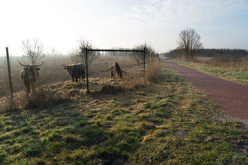 Heck Cattle bull and cow behind a fence in the Dutch Oostvaardersplassen near Almere the Netherlands