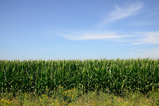 USA, Iowa, Cornfield along Route 30