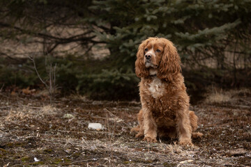 Fototapeta premium Cocker spaniel dog sitting in the forest in front of a pine tree in Ottawa, Canada.