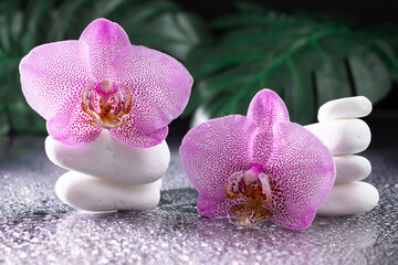 Fototapeta na wymiar Beautiful lilac orchid flowers and stack of white stones with monstera leaves on black background