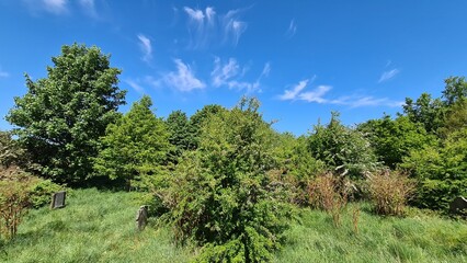Fototapeta premium pine trees and sky