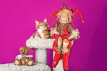 A nice red maine coon kitten and an elf at Christmas.