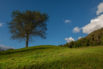 Fototapeta na wymiar lonely tree in the meadow,