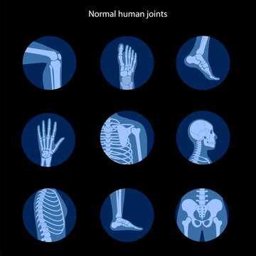 Human bones concept