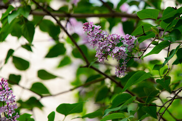 pink bloom on tree green foliage environment space spring season day time in April