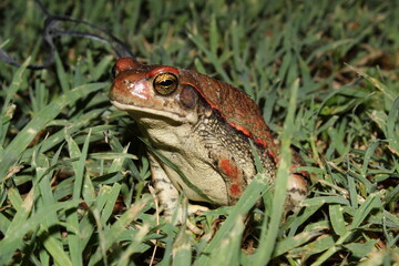 Frog