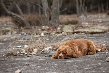 portrait of a cocker spaniel male adult dog laying down in a forested area