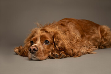 Studio portrait of an adult male cocker spaniel dog playing down. The background is  grey.