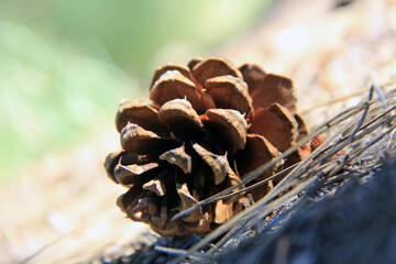single pinecone