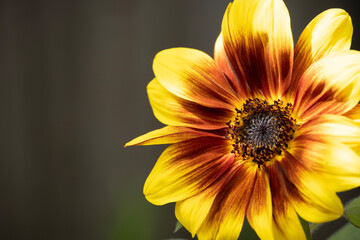 Young Sunflower Extreme Closeup