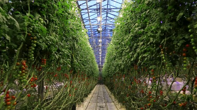 Iceland. Close-up footage of organic plants in the glasshouse. Greenhouse powered by geothermal power. High quality 4k footage