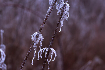 a pair of dry grasses with frost crystals - close up, winter nature