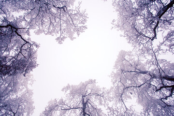Winter tree in hoarfrost