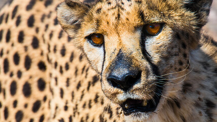 Gepard - Chetaah closeup  looking to the camera

