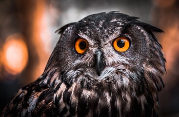 great horned owl