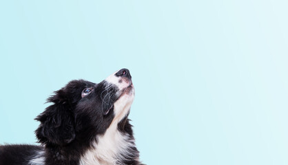 Cute black dog on a pastel background. A border collie puppy looks up, purebred dog, the smartest dog in the world.