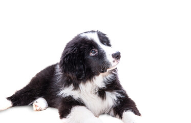 Naklejka na ściany i meble Cute black dog on a white background. Border Collie puppy, purebred dog, the smartest dog in the world.
