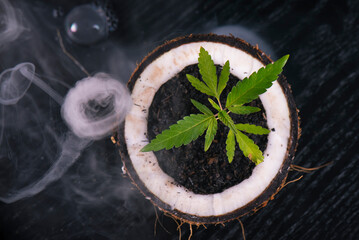 Cannabis plant growing inside a coconut