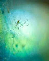 spider on the web
