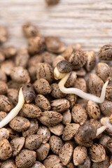 Cannabis hemp seeds ready for germination