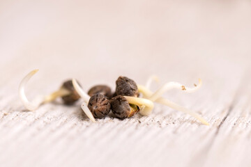 Cannabis hemp seeds ready for germination - 400894646