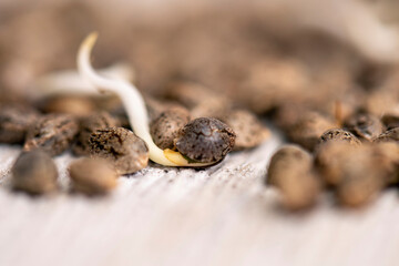 Cannabis hemp seeds ready for germination - 400894685
