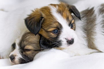 Papillon puppy sitting on a white background