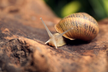 Common garden snail crawling on tree bark, closeup