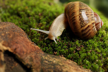 Common garden snail crawling on green moss, closeup