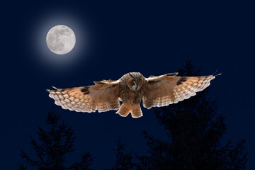 Owl in flight. Long-eared owl, Asio otus, landing with widely spread wings in moonlight. Hunting...