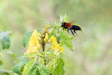 bee on yellow flower