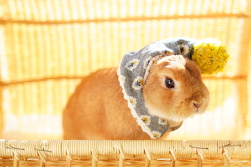 帽子をかぶったうさぎ