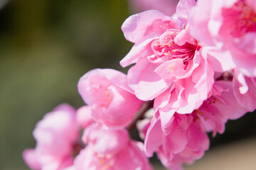 Fototapeta premium ピンク色の桃の花のアップ 