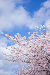 早咲きの満開になった暖流桜	