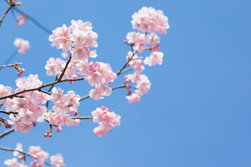 寺山公園のカワズザクラ	