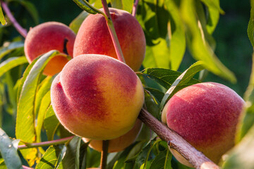 peaches on a tree