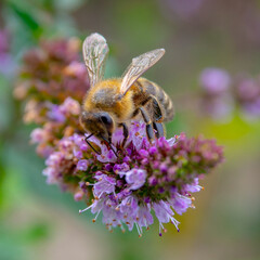 bee on flower