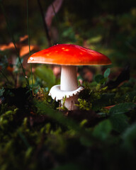 red mushroom in the forest