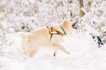 English Cream Golden Retriever is having the time of his life after snowfall in Pittsburgh, Western Pennsylvania. Keep calm and have fun.