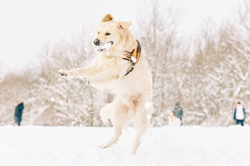 English Cream Golden Retriever is having the time of his life after snowfall in Pittsburgh, Western Pennsylvania. Keep calm and have fun.
