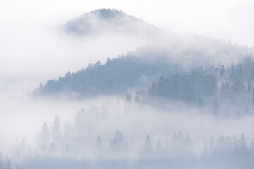 Fog above pine forests. Misty morning view in wet mountain area. Detail of dense pine forest, High Key Photo.